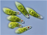 Euglene 