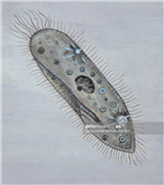 Paramecium 