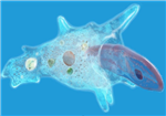 Amoeba feeding Paramecium 